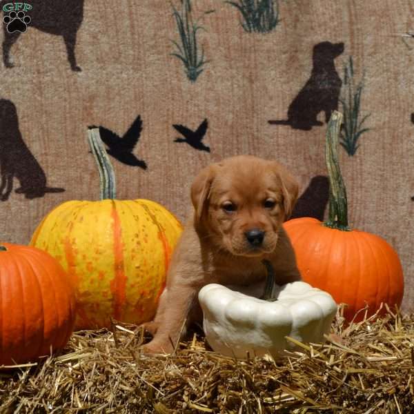 Belle, Fox Red Labrador Retriever Puppy